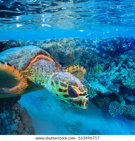 Tropical marine scenery. Red sea diving big colorful sea turtle diving coral reef