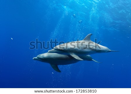Red sea diving with wild dolphins underwater in deep blue