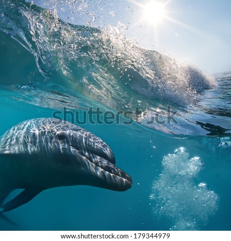 Nice dolphin smiling in sunrays underwater underneath of breaking wave