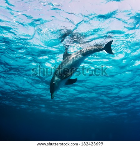 Red sea diving. Wild dolphin underwater swimming under surface with reflection