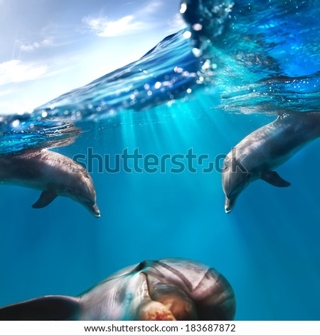 three funny dolphins underwater and water surface and sky above them