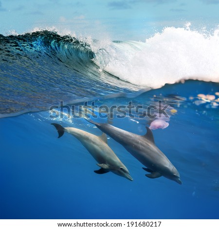 tropical diving a pair of dolphins playing under ocean breaking surfing wave