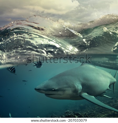 Ocean open water. Wild hungry shark hunting close sea surface