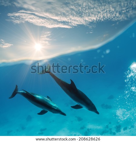 two beautiful dolphins swimming underwater through sunrays with waterline