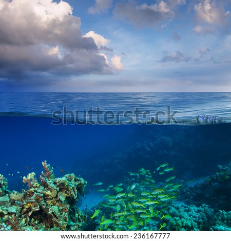 Calm sea with cloudy sky and underwater world full of fish discovered