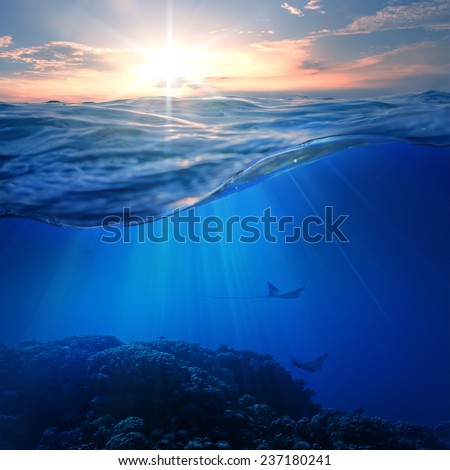 Design template underwater coral reef with marine animals and tropical sunset skylight