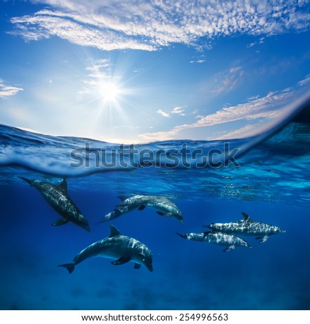 Marine animals design template. A flock of dolphins underwater with sunlight