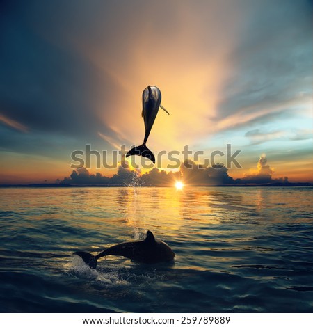 Couple jumping dolphins, morning sea and sunrise sky, creamy clouds, bright sun, shining water. Ocean life.