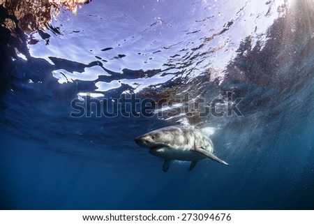 Great White Shark Underwater Photo in Open Water