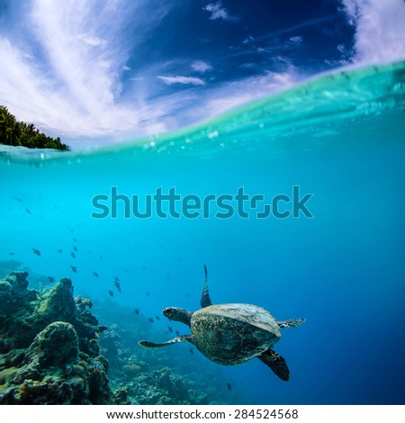 Ocean Life. Marine Animals. Seascape Maldivian Postcard. Underwater discovered.A Turtle floating under coral reef