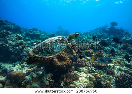 Sea turtle in habitat. Loggerhead starting to float over coral reef. An underwater world discovered.