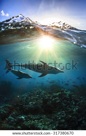 Two dolphins underwater a family mother with her child and breaking splashing wave above in sunlight