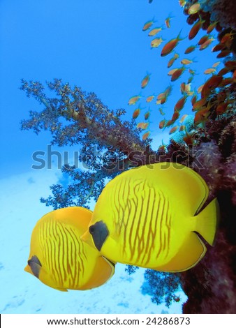 The bluecheek butterflyfish (Chaetodon semilarvatus) two yellow fish in front of beautiful coral reef underwater