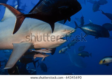 The big angry Bullshark from Pacific ocean shouted at 30 meters depth