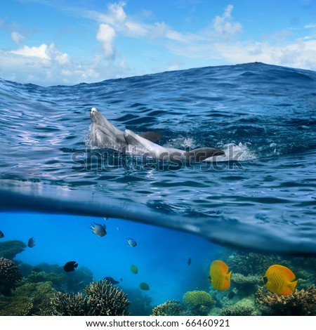 Underwater photo splitted two parts Two happy playful dolphins swimming its back under cloudy blue sky and under them there is coral reef with yellow butterfly fish
