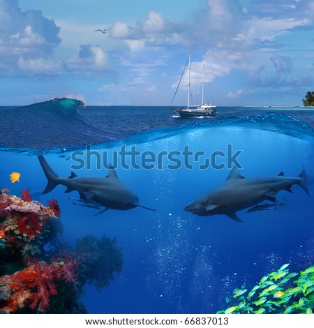 An underwater shot splitted two parts The Bottom One with wild two big bull-shark and beautiful coral reef Top part is cloudy seascape with wooden divers yacht
