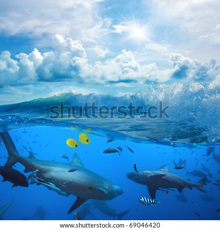Ocean-view splitted two parts First with few bull-sharks in blue underwater Second with sunlight and cloudy sky splashed breaking surfing wave