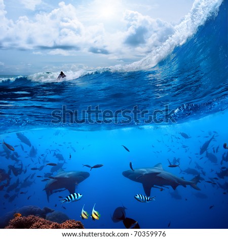 Splitted two parts image extreme sport in ocean and a surfer that sliding a surfing board on wave  and angry hungry bull-sharks swiming underwater