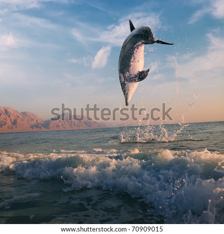 ocean-view beautiful dolphin jumped from water at the sunrise