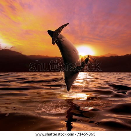seascape beautiful playful dolphin jumped from ocean at the sunset time