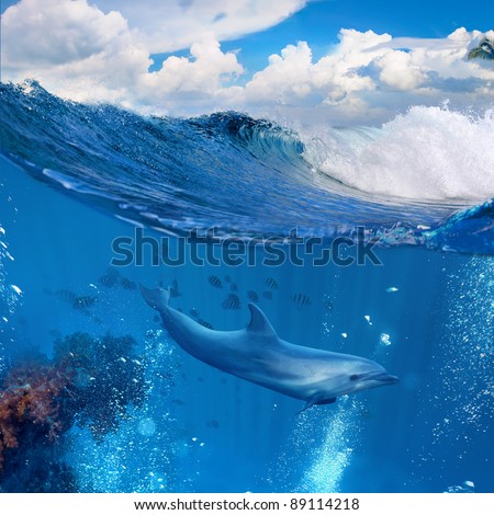 A dolphin swimming underwater and above him there is a tropical cloudscape