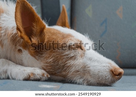 Image, Stock Photo Portrait of brown podenco dog with sad look on blue background