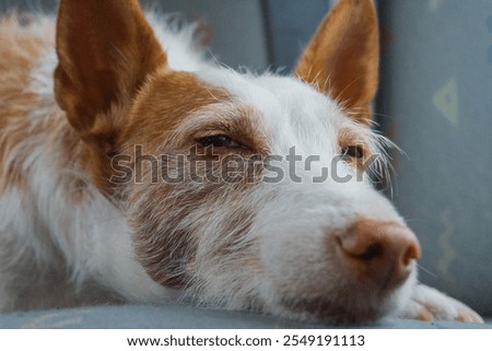 Similar – Image, Stock Photo Portrait of brown podenco dog with sad look on blue background