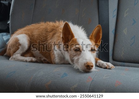 Similar – Image, Stock Photo Portrait of brown podenco dog with sad look on blue background