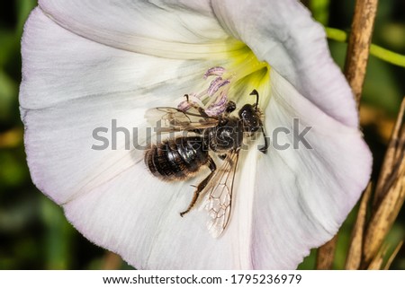 Similar – Image, Stock Photo Beehives on flowering willow