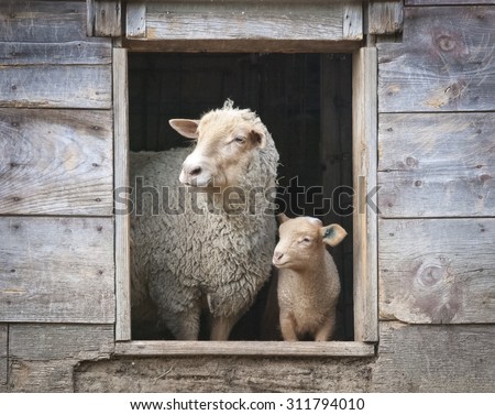 Sheep and Small Ewe in Wooden Barn Window