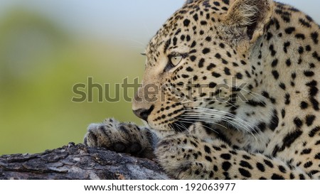 Leopard Staring to the Right
