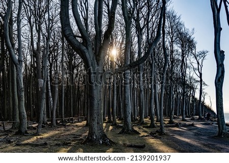 Foto Bild Gespensterwald in Nienhagen im Frühling mit Blick in die Baumkronen III