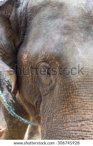 Asian elephants at Thai Elephant Conservation Center