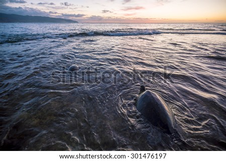 A green sea turtle feeding on top of a shallow reef the shore of Oahu, Hawaii\'s north shore during dusk with the islands western point on the horizon.