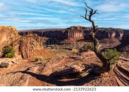 An early morning wide view of a red rock canyon with old bare scraggly tree in foreground Stock foto © 