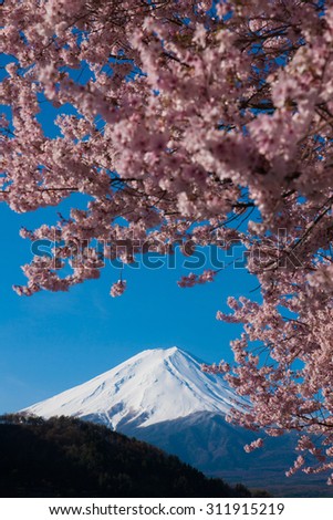 Mount Fuji, cherry tree