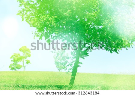 Lawn, tree