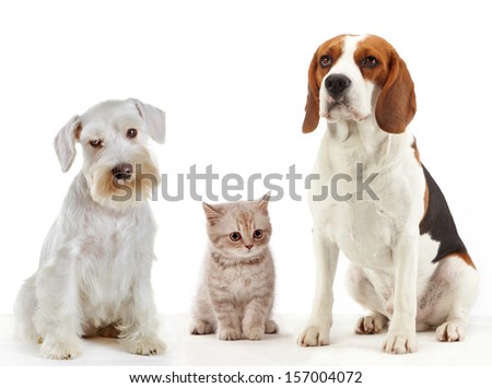 three domestic animals cat and dogs sitting on a white background