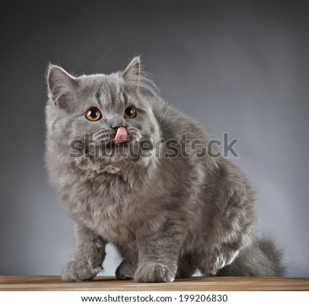 Portrait of gray british longhair kitten
