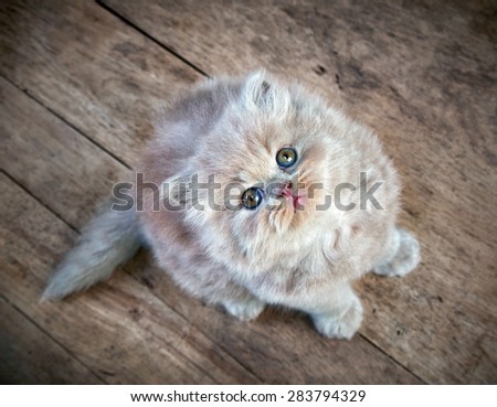 british longhair kitten sitting on wooden floor and looking up