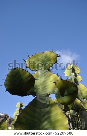 Cactus standing up to fight