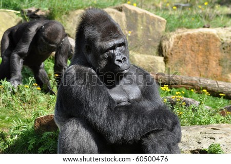 Male gorilla is the Boss in his group