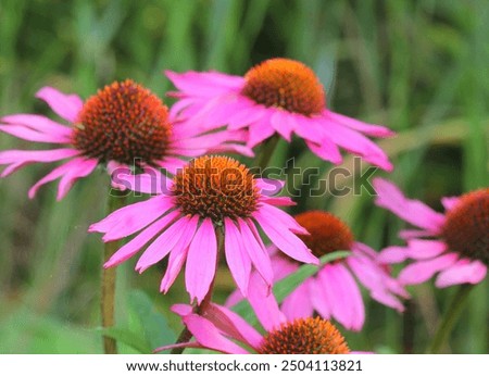 Similar – Image, Stock Photo The purple coneflower