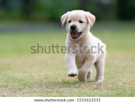 Similar – Image, Stock Photo A young Labrador running towards us