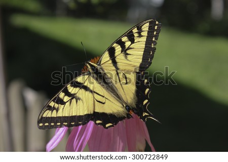 Eastern tiger swallowtail butterfly.