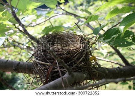Empty bird nest in tree.