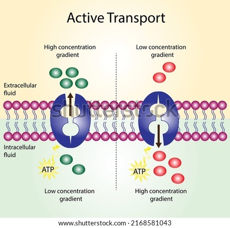 Active transport across the cell membrane. Substance movement against concentration gradient requires energy, ATP. membrane transporters  Stock foto © 