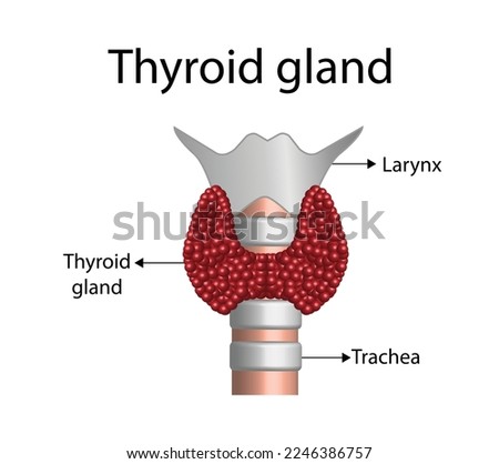 Thyroid gland, trachea and larynx. Anatomy of the thyroid gland.  Medical concept. Vector illustration.