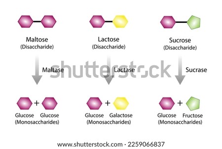 Carbohydrates Digestion. Maltase, Sucrase and Lactase Enzymes catalyze Disaccharides Maltose, Lactose and Sucrose to Monosaccharides, glucose, galactose and Fructose molecules. Vector Illustration.