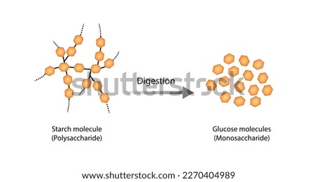 Carbohydrates Digestion. Amylase and Maltase Enzymes catalyze Polysaccharide Starch Molecule to Disaccharides and Monosaccharide, glucose Sugar Formation. Scientific Diagram. Vector Illustration.